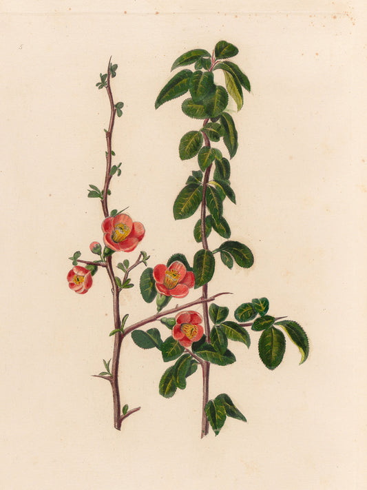 ORCHARD TREASURES-4, VINTAGE FRAME