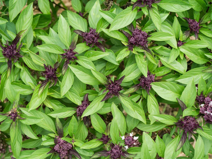 Thai & Holy Basil Mix