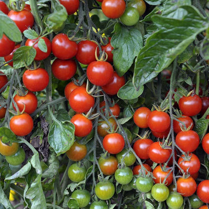 Alicante Tomato