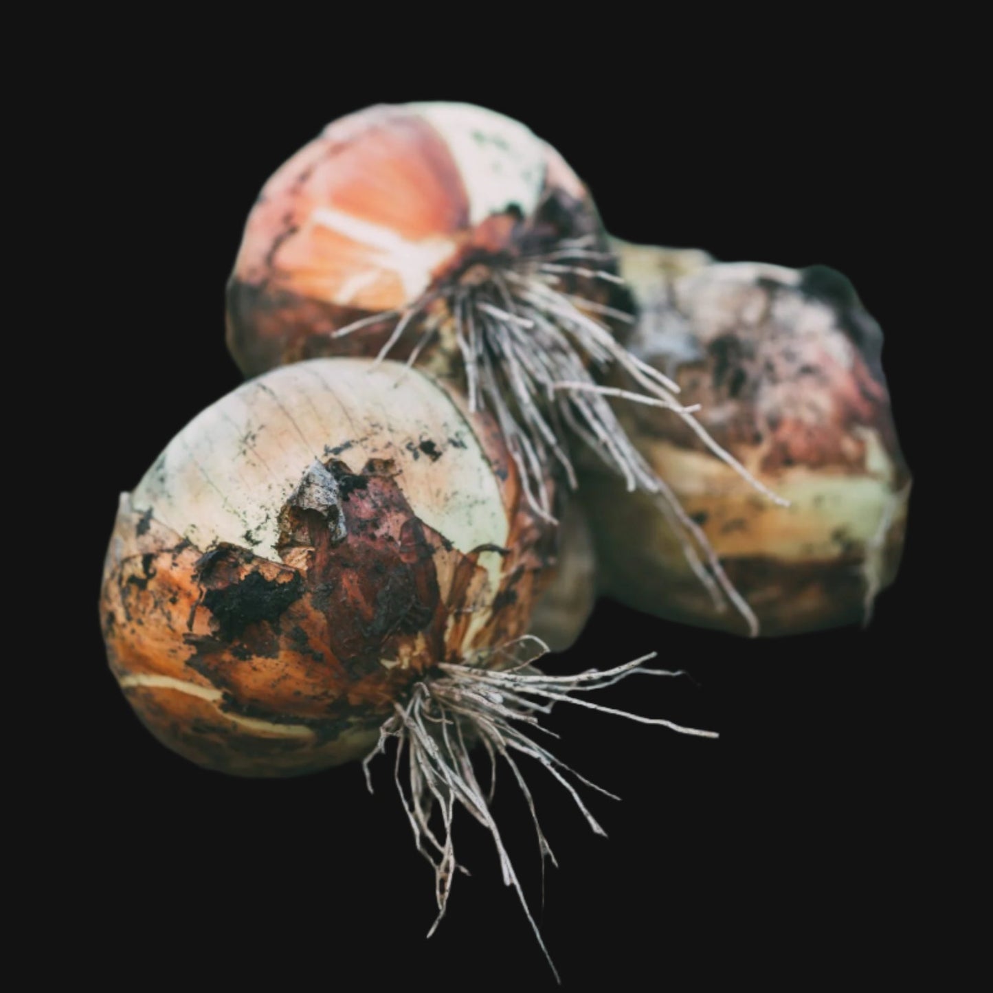 Walla Walla Onion