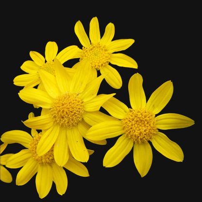 Woolly Sunflower