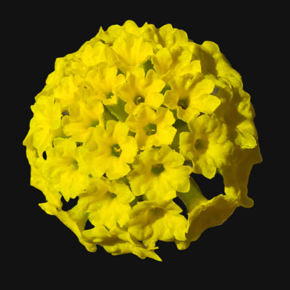 Abronia latifolia