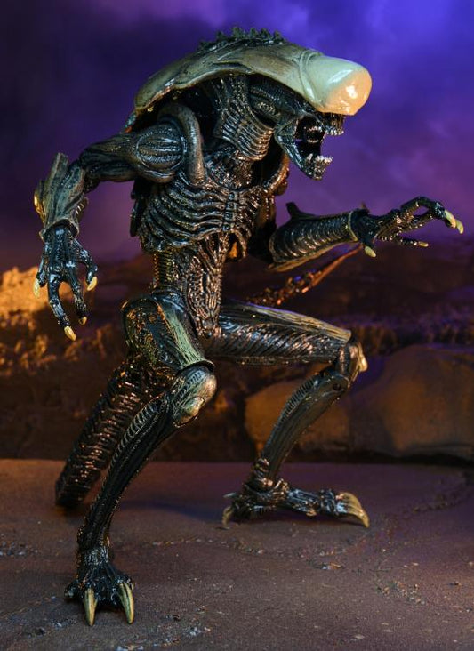 Neca - Figurine Alien vs. Predator Chrysalide (Déco du Film)