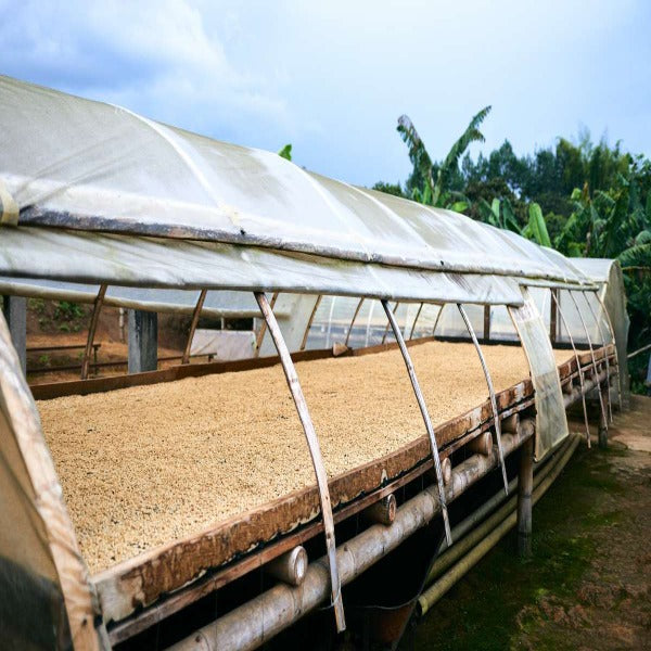 Colombia - Excelso Gran Galope - Cauca
