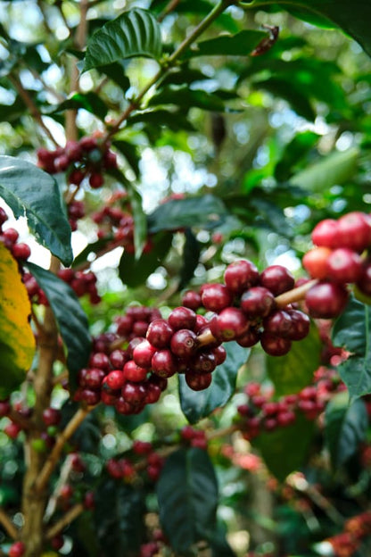 Coffee - Costa Rica - Cafe Vida - Central Valley - 454g - Wholebean