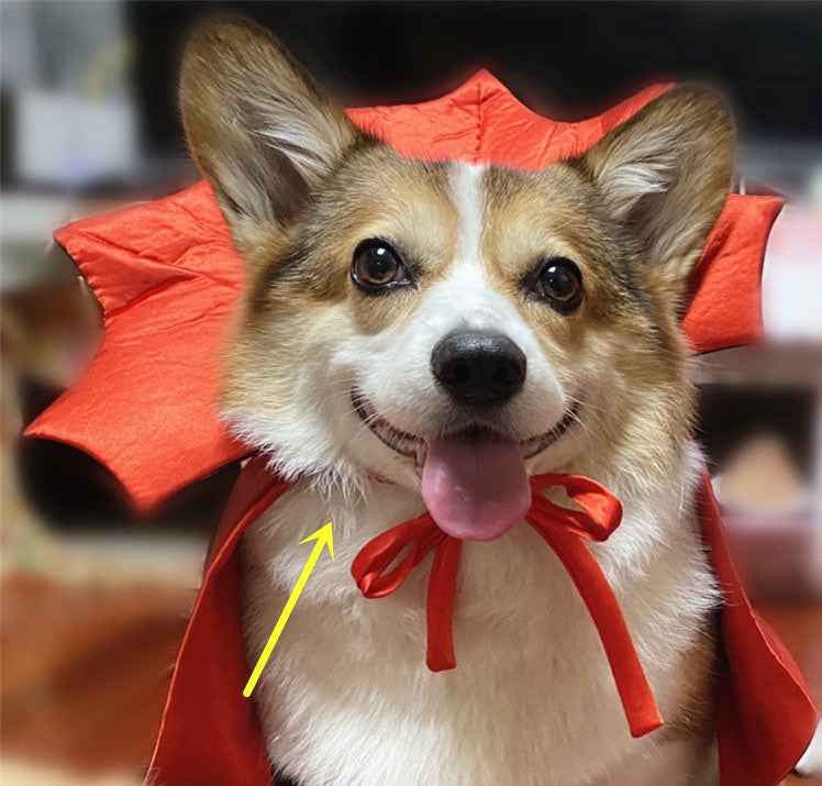 Halloween Dog & Cat Costume – Vampire King Cloak with Spooky Black Design