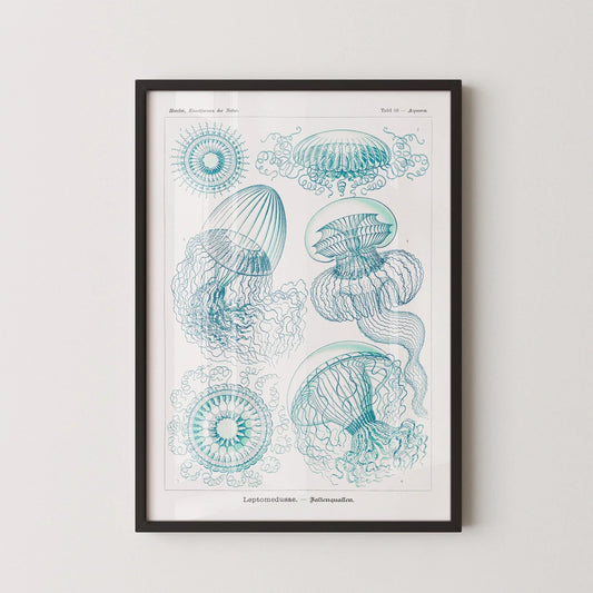 Gravure de méduse d'Ernst Haeckel : Art marin vintage