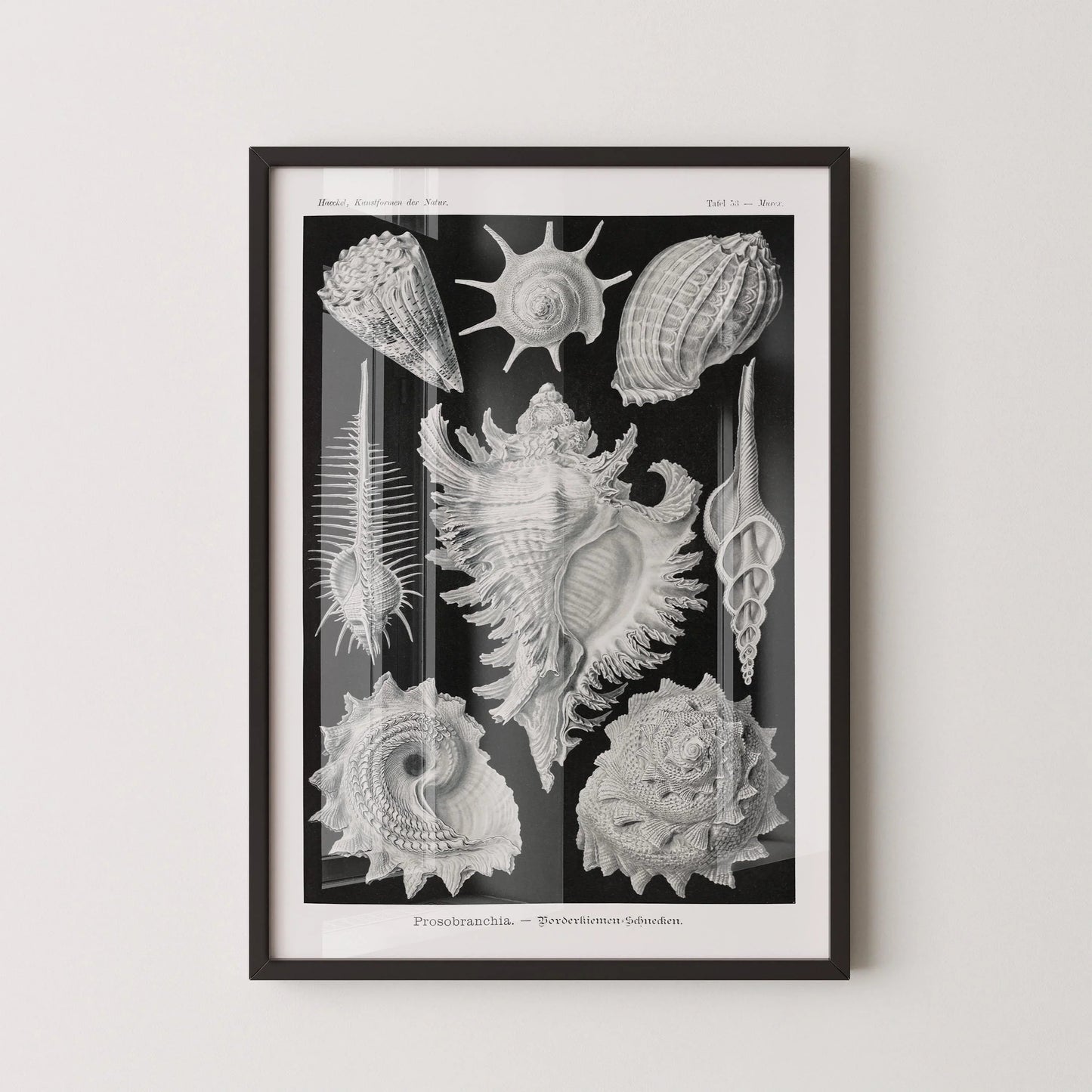 Ernst Haeckel Shells Art Print: Black and White Marine Life