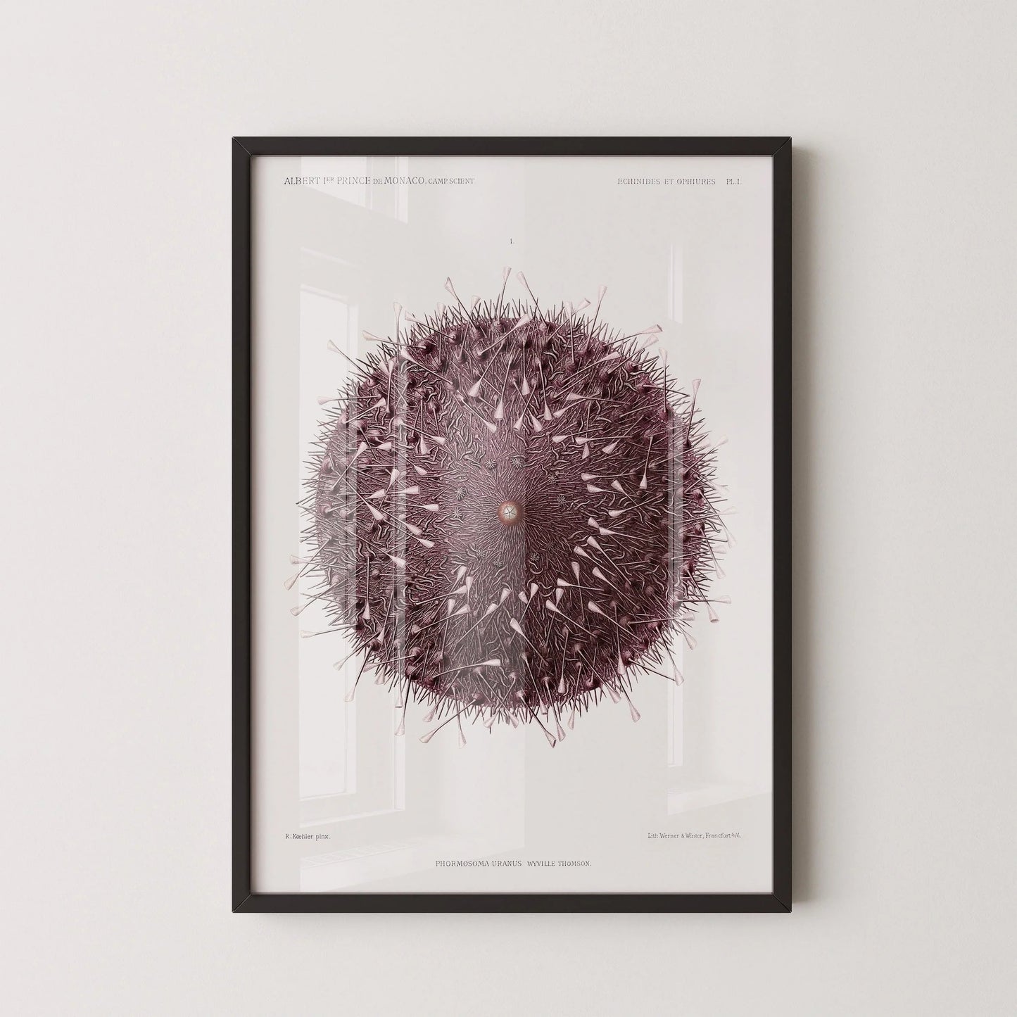 Vintage Sea Urchin Print: Prince Albert I Illustration, Marine Life Art