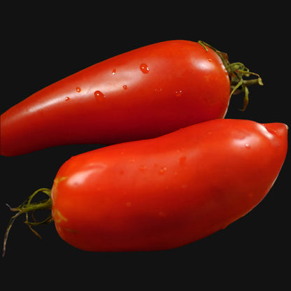 Federle Tomato