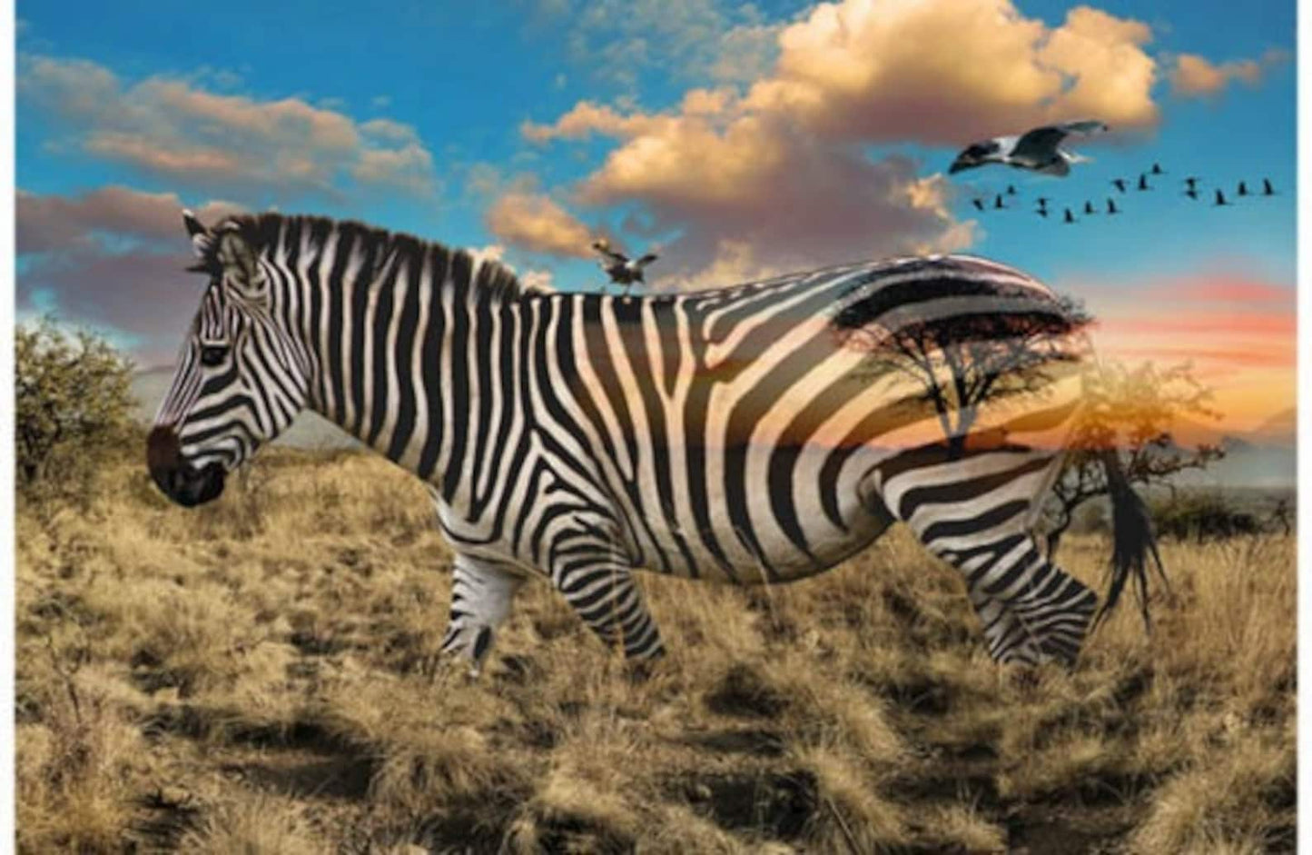 Hoffman Fabrics - Call of the Wild - Zebra