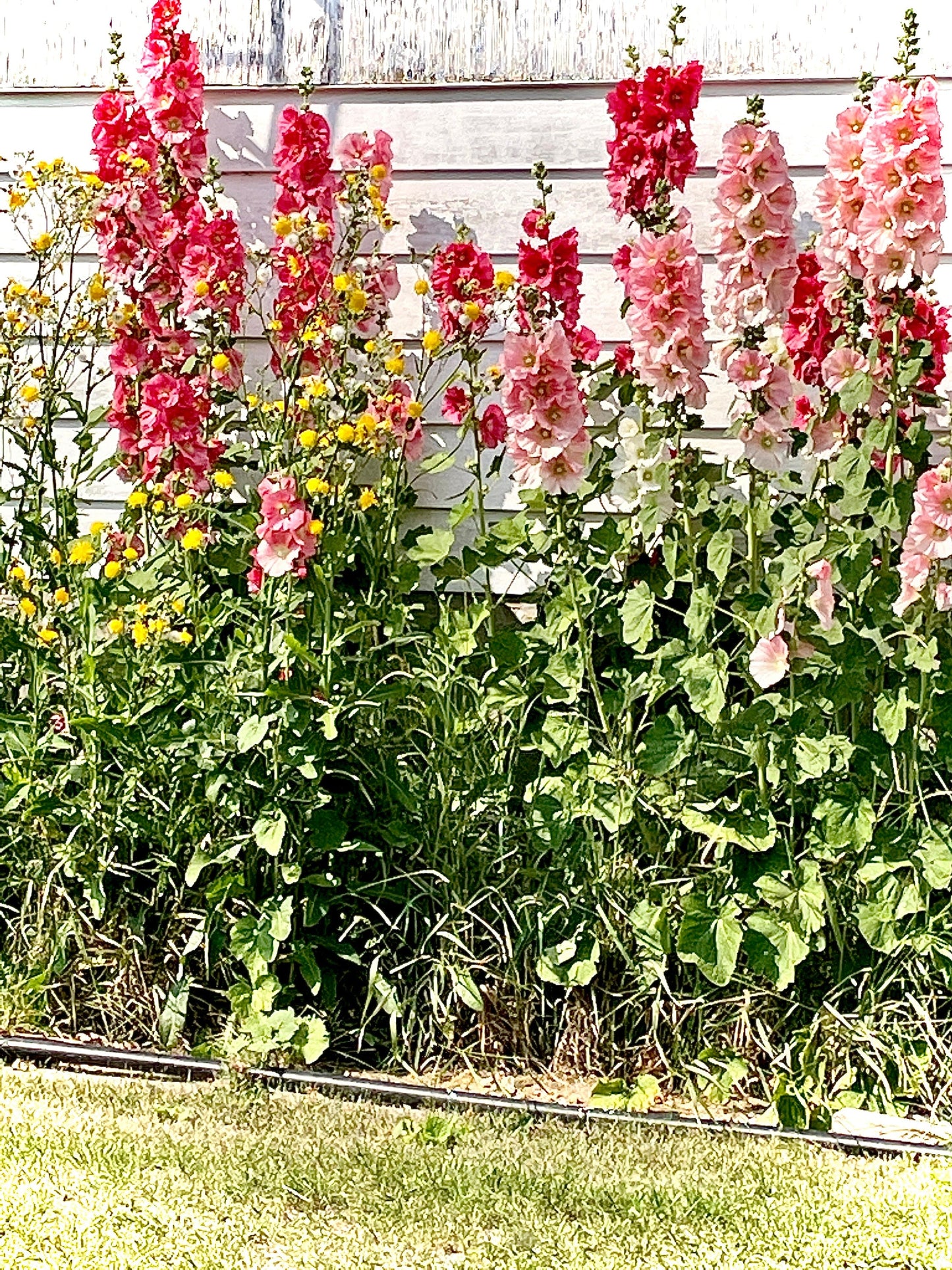 Seed Packages - Christmas - Whimsical Wish Seeds - Ornament or Gift Tag - Includes 10 Packs of hollyhock seeds