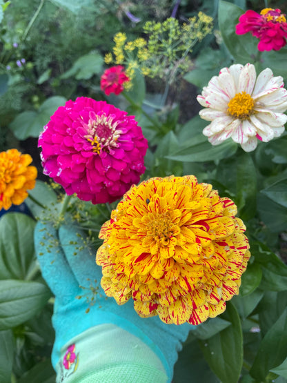 Kit - Flower Garden Starter Kit with Zinnia, Cosmo, and Sunflower seeds