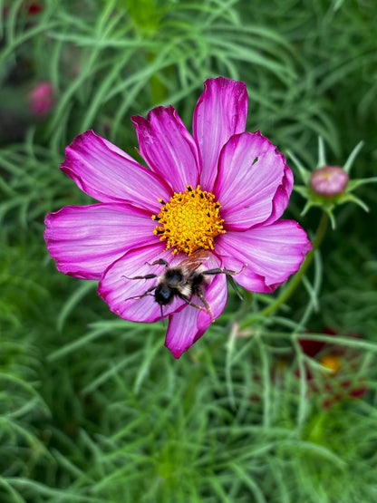 Kit - Flower Garden Starter Kit with Zinnia, Cosmo, and Sunflower seeds