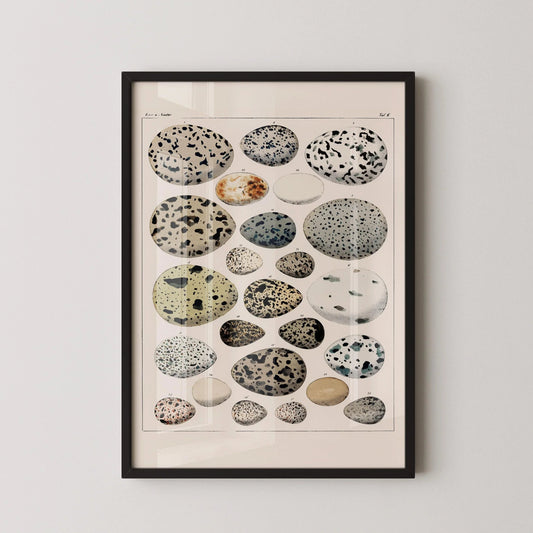 Lorenz Okens - Bird Eggs | Vintage Naturalist Poster (available handframed or unframed)