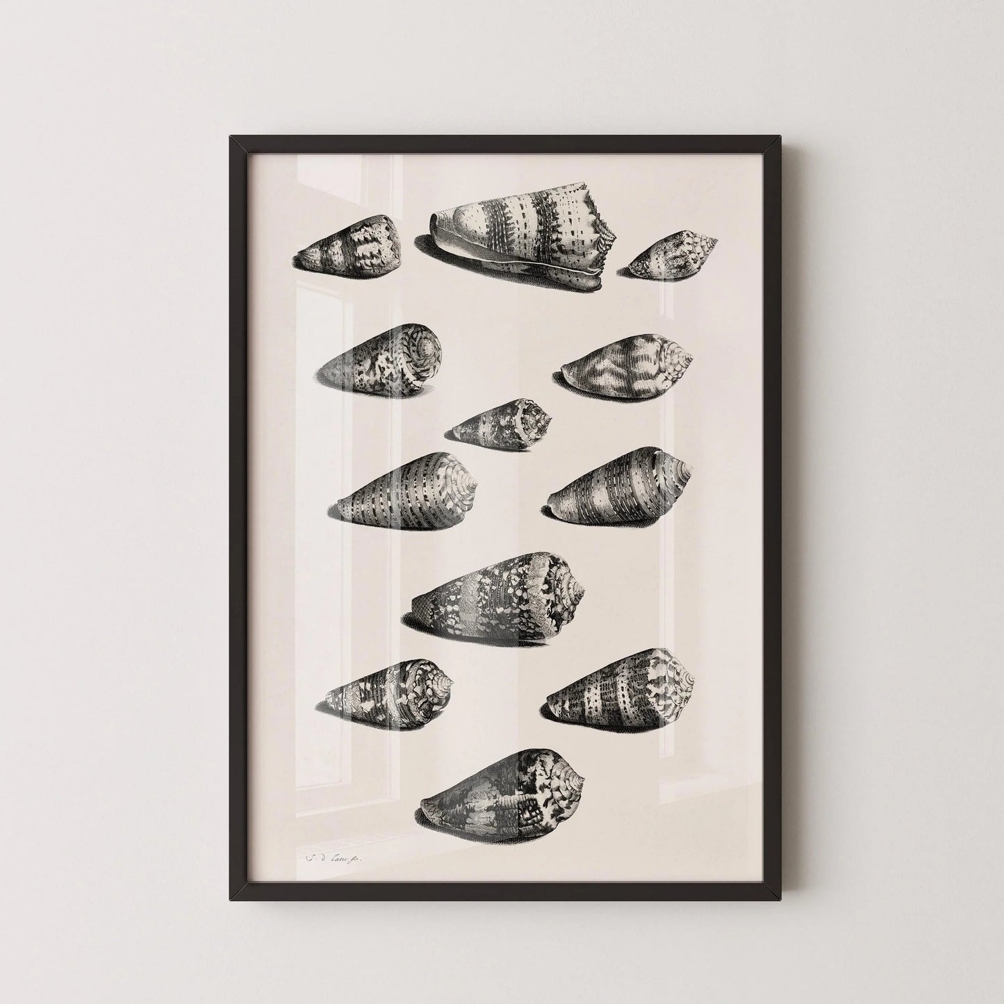 Maria Sybilla Merian Shells Print: Black and White Marine Life Art