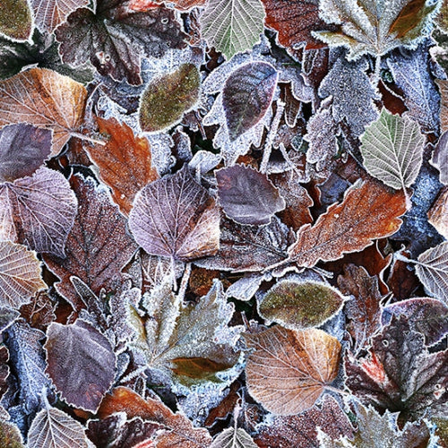Récits de la Nature - Givre Forestier