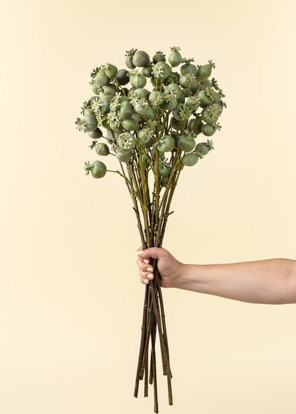 Poppy Pod Branch