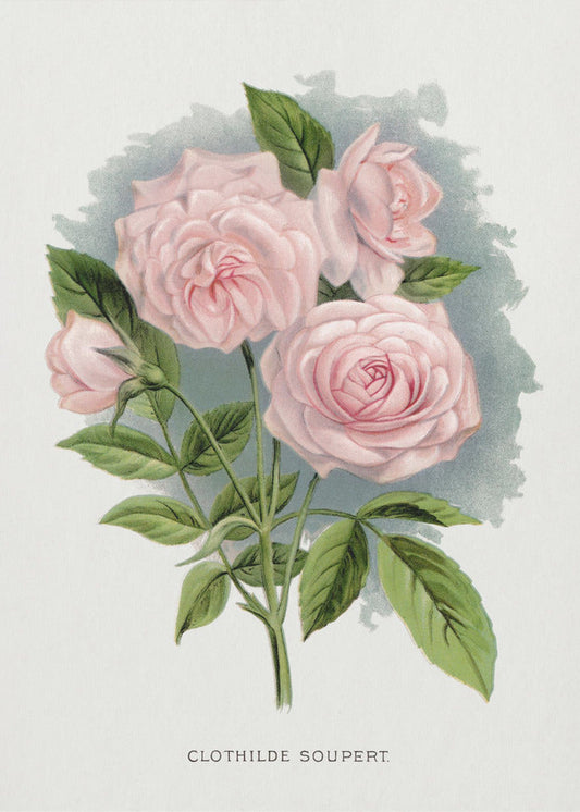 Wall Art Pink Rose, Clothilde Soupert Lithograph