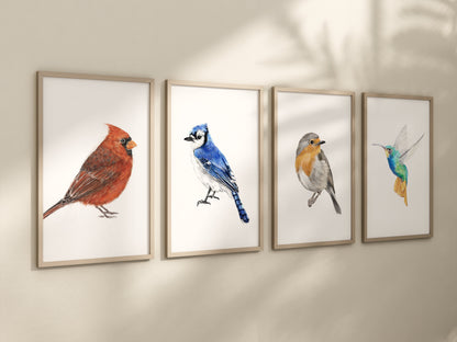 Blue Jay Bird Art Print