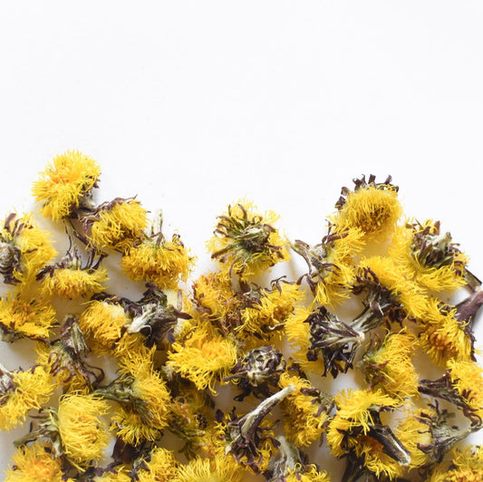 Tussilage, fleur